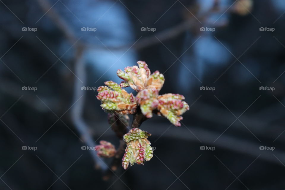 Maple bud in low light