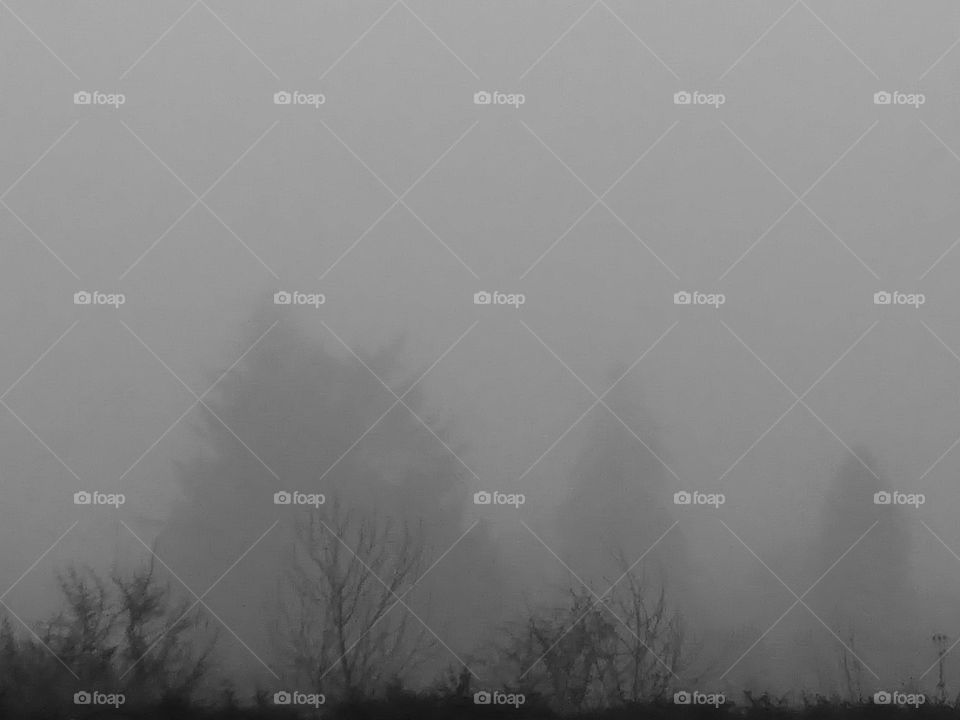 fog and trees