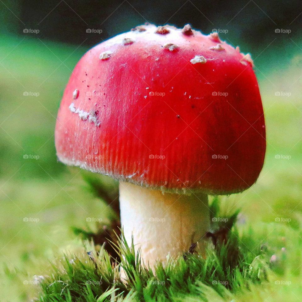 Amanita muscaria, commonly known as the fly agaric or fly amanita mushroom.