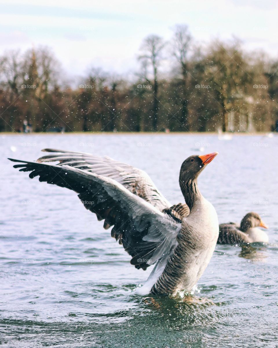 Goose swimming in lake