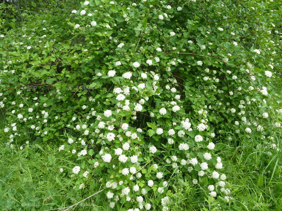 June flowers of summer