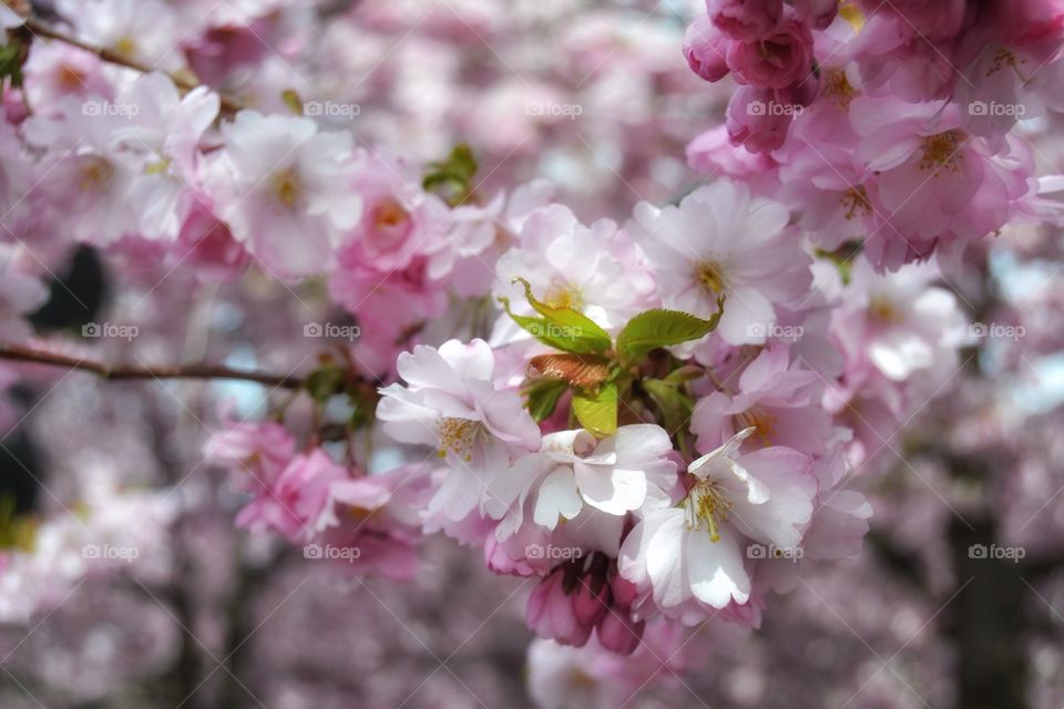 Cherry blossom . Cherry blossom