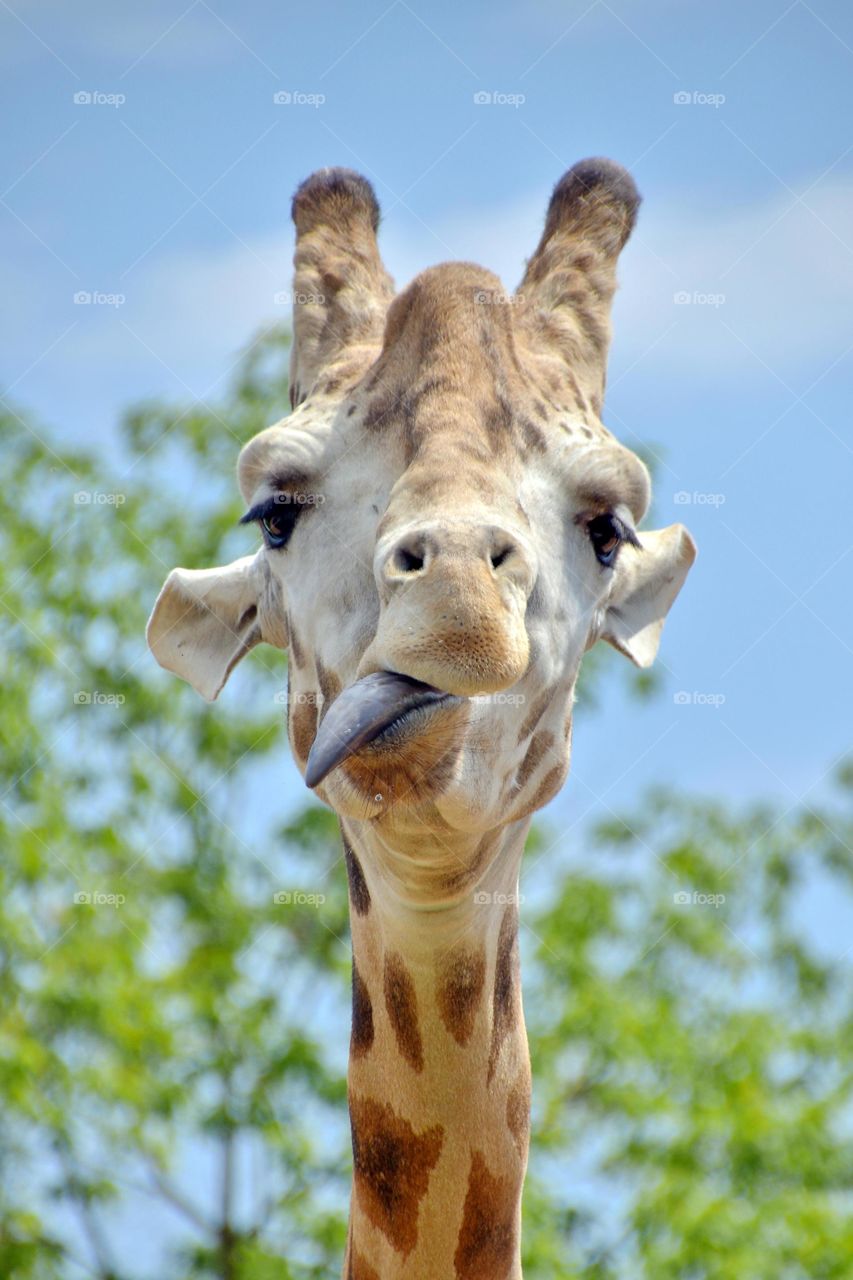 portrait of a giraffe