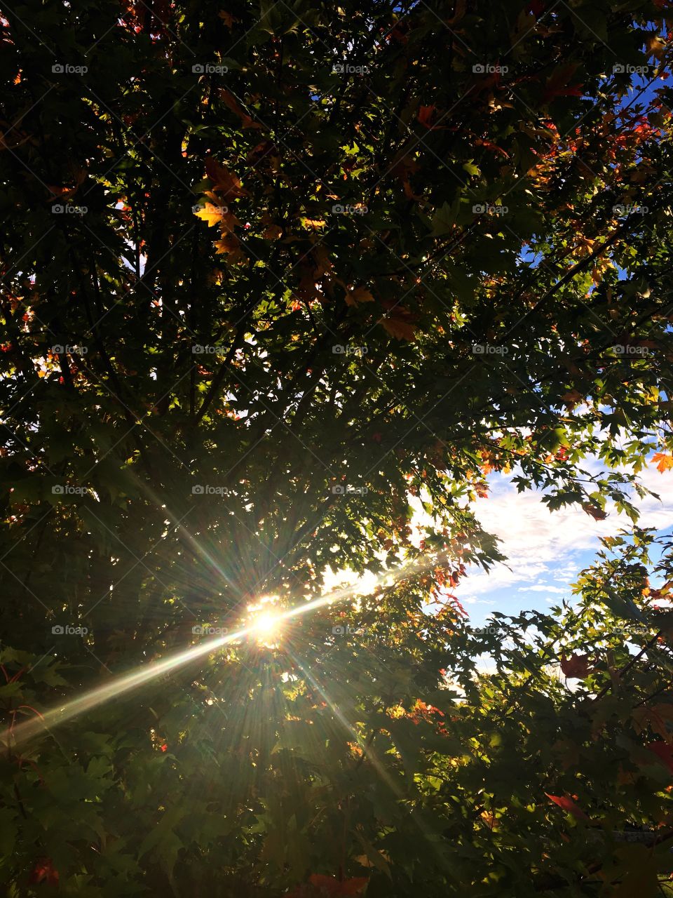 Rays of Fall sunshine peeking through the trees.