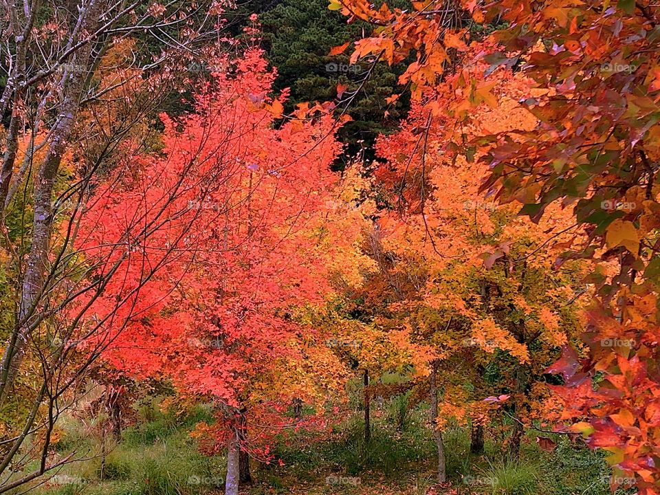 Beautiful maple forest natural landscape