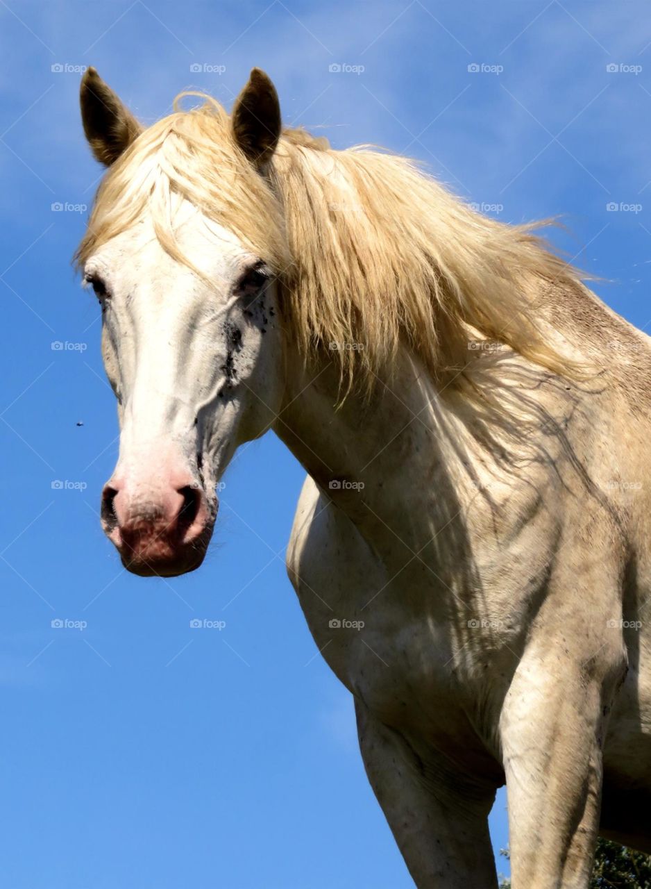 Majestic horses