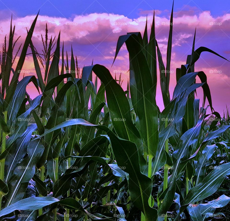 sunset through the corn