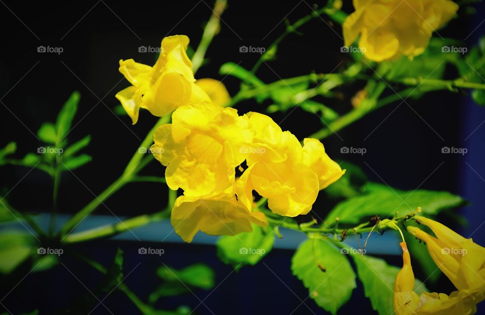 Beautiful and colorful of the yellow flower