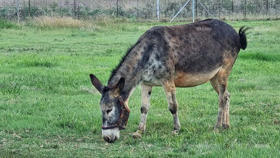 a donkey grazing on grass