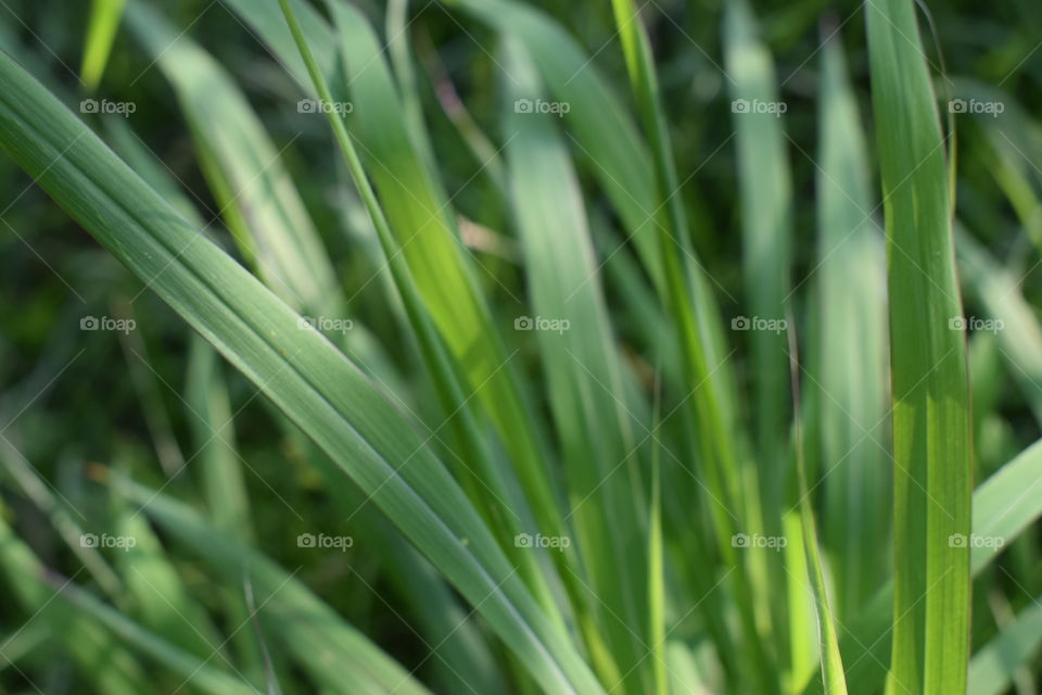 Grass 