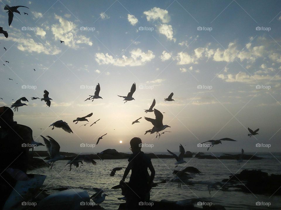 Beautiful and nice moment with flying seagulls at essaouira city in Morocco.