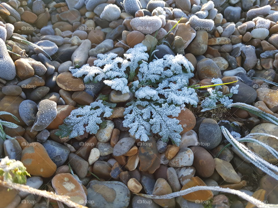 Frosty Beach Leaves