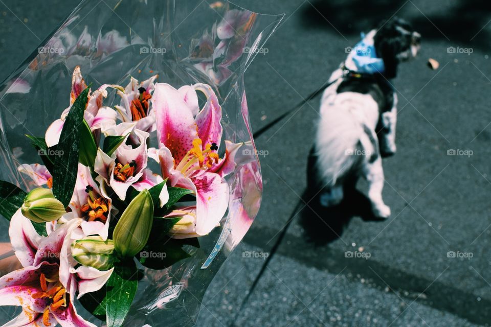 Flower, People, Festival, Celebration, Adult