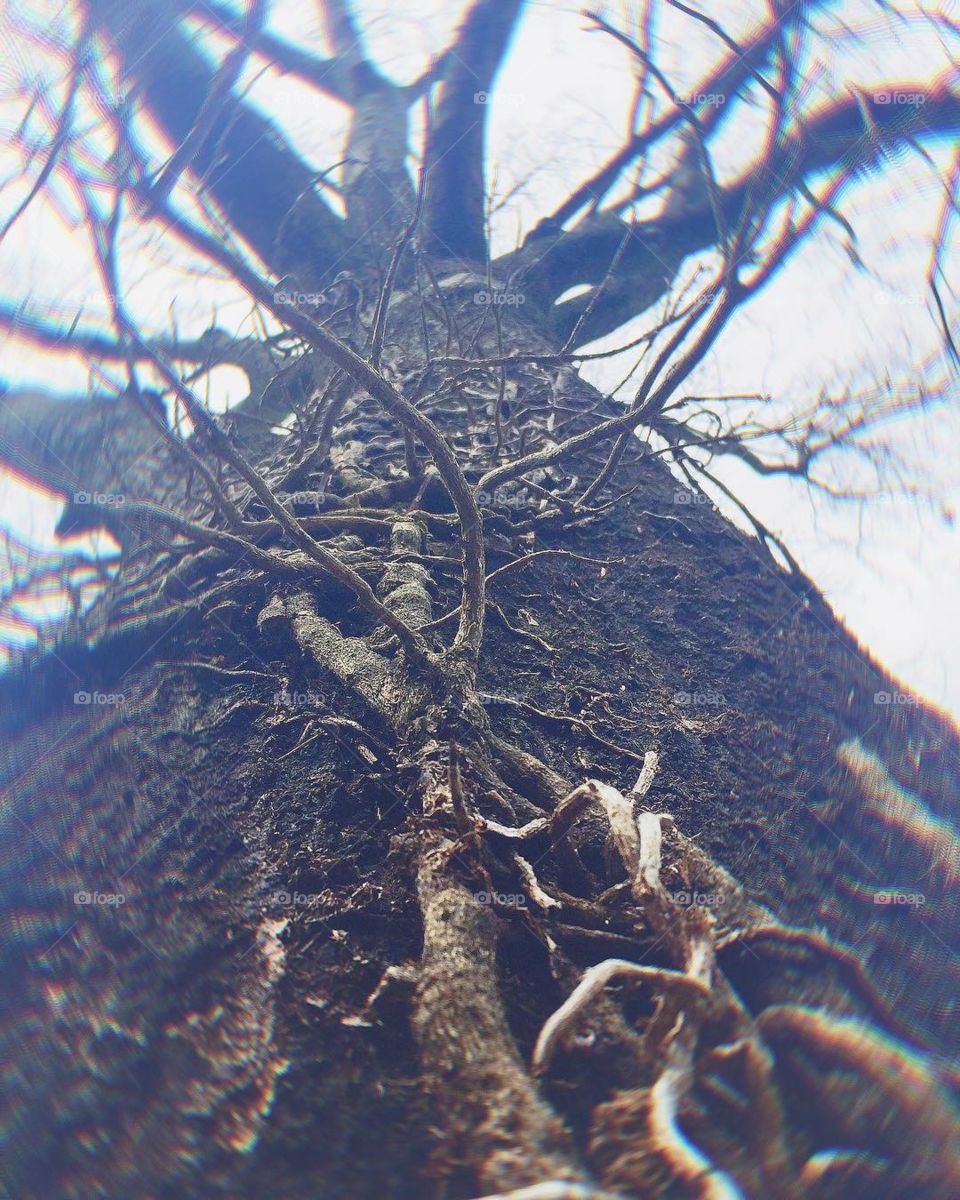 Is not the smell of forests delicious? It seems to ascend like the smoke of incense. 