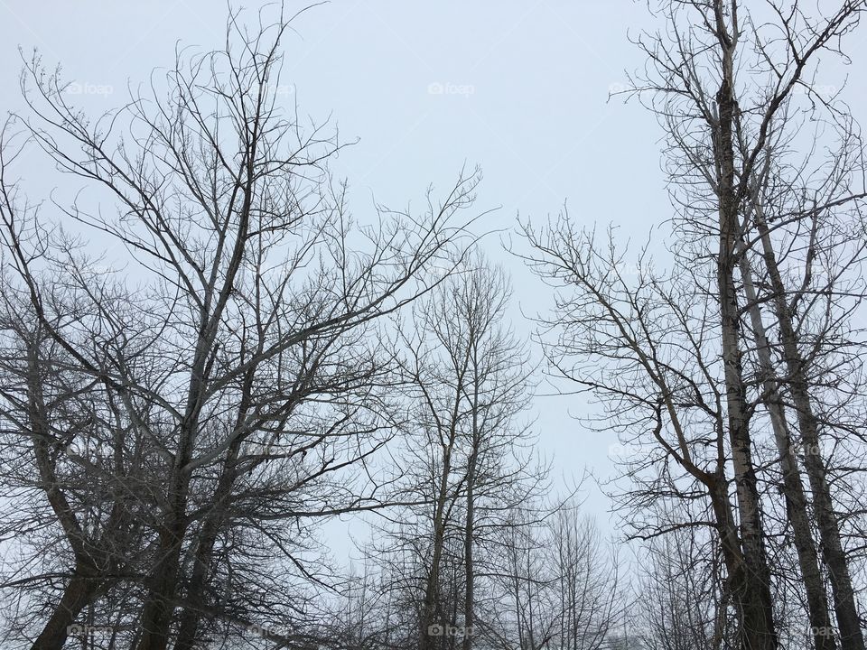 Tree tops on a foggy day.