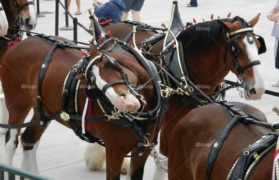 Budweiser Clydesdales