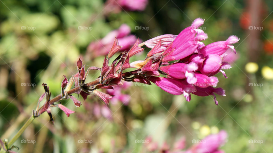 Flowers always bring a smile to the person admiring them.