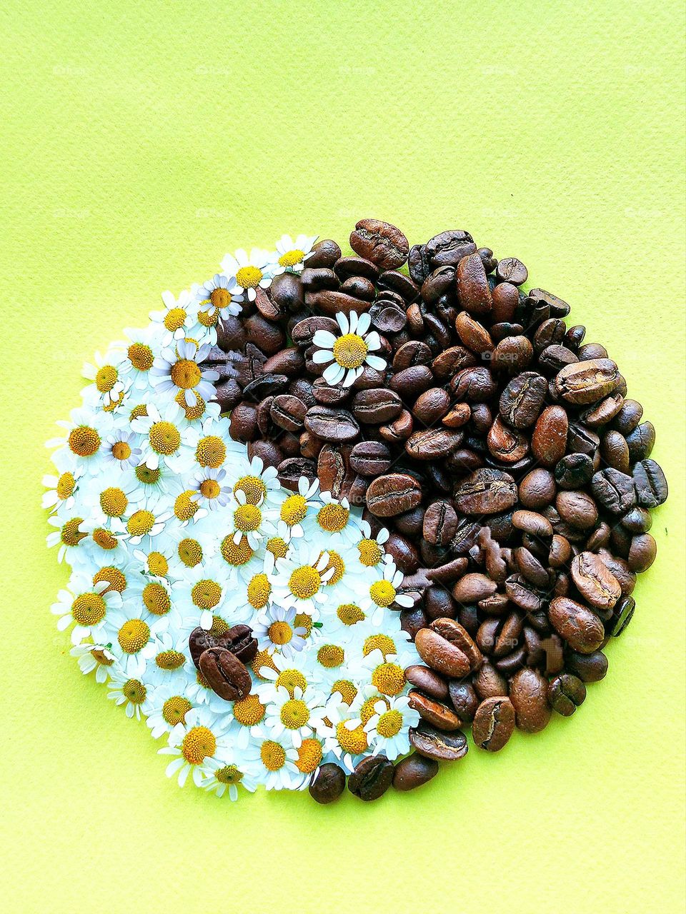April mood. The symbol of the masculine and feminine "Yin-Yang". Coffee beans are "Yin" dark. Chamomile flowers are "Yang" light. Chinese philosophy.