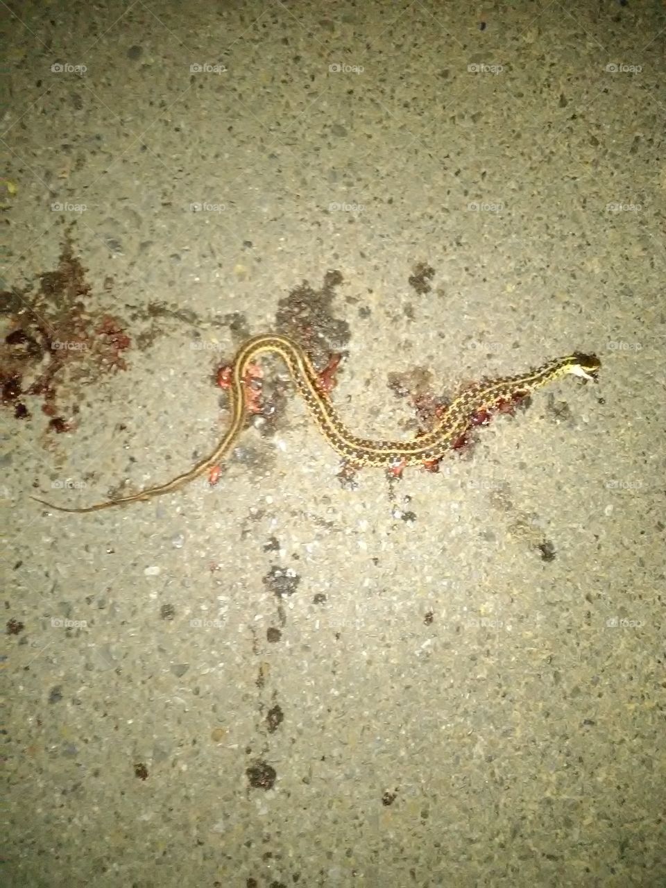 it looks like he was trying to get some heat but the heat got him I'm not sure if anybody can tell me what exactly what kind of snake this is I would be grateful thank