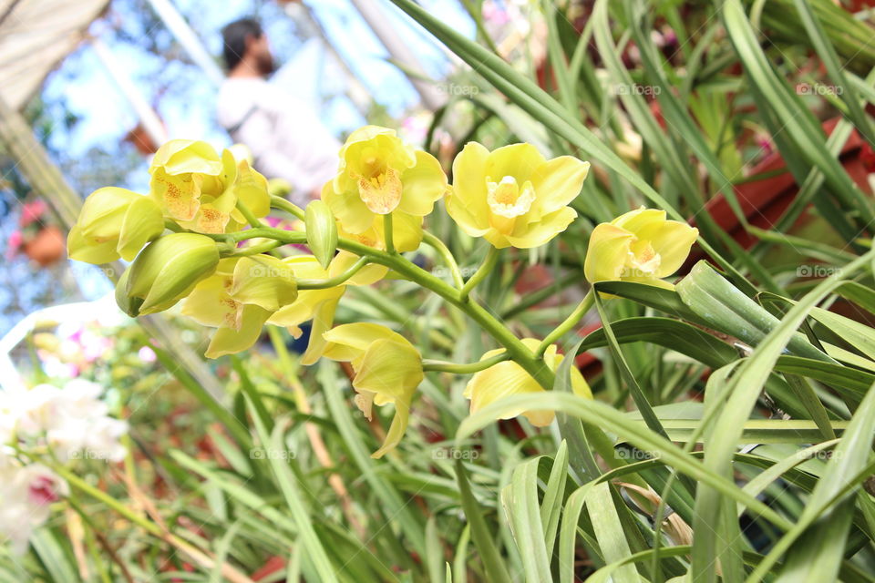 Yellowish Flowers