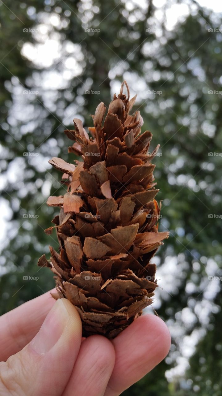 pine cone