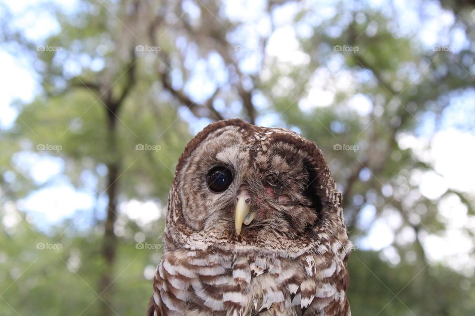 Patchy the one eyed owl