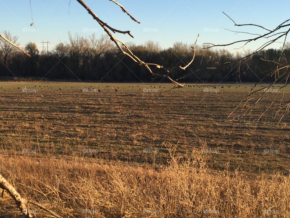 Turkeys in a distance 