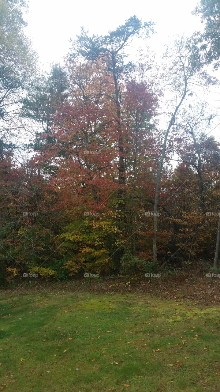 Fall colors. trees in my dad's backyard