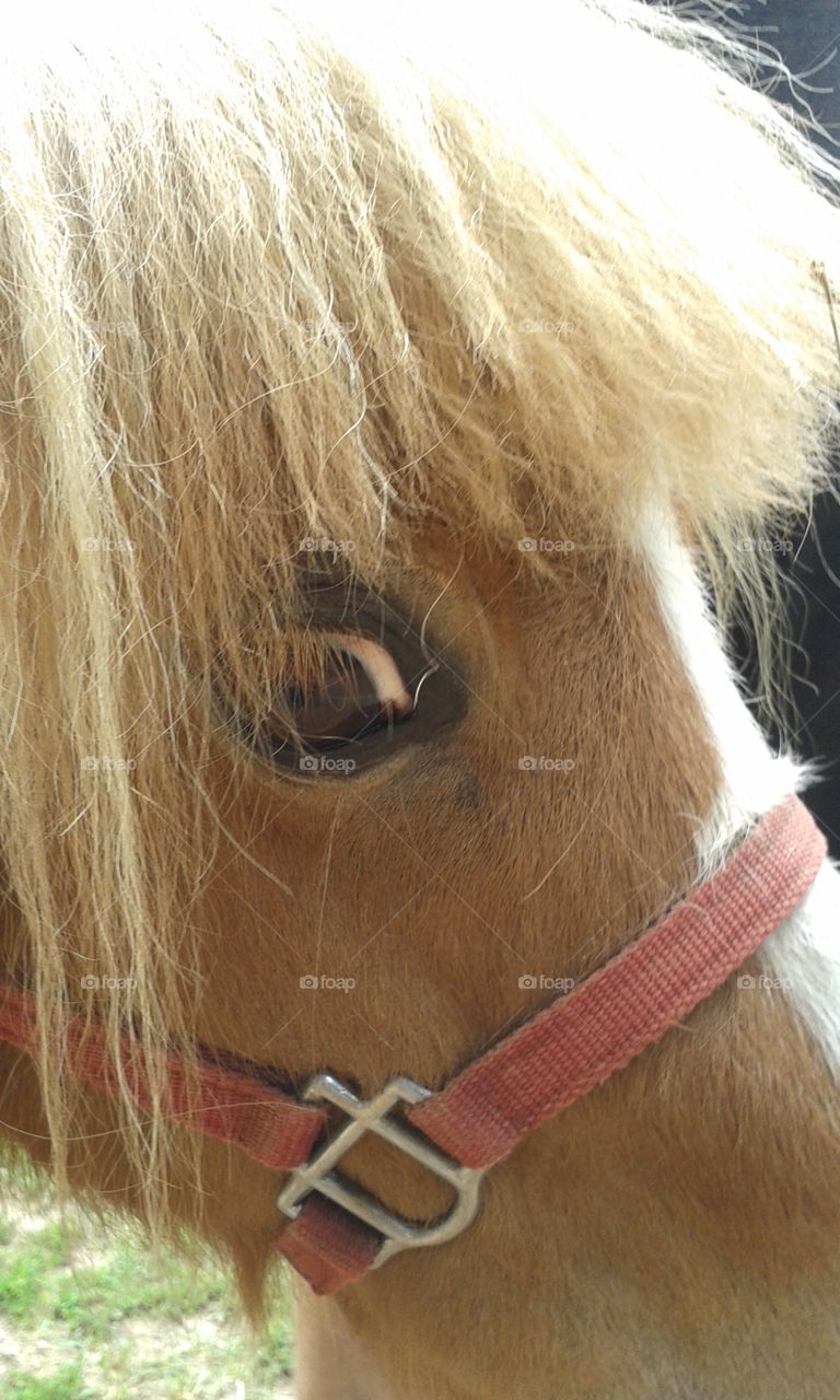 pony eye