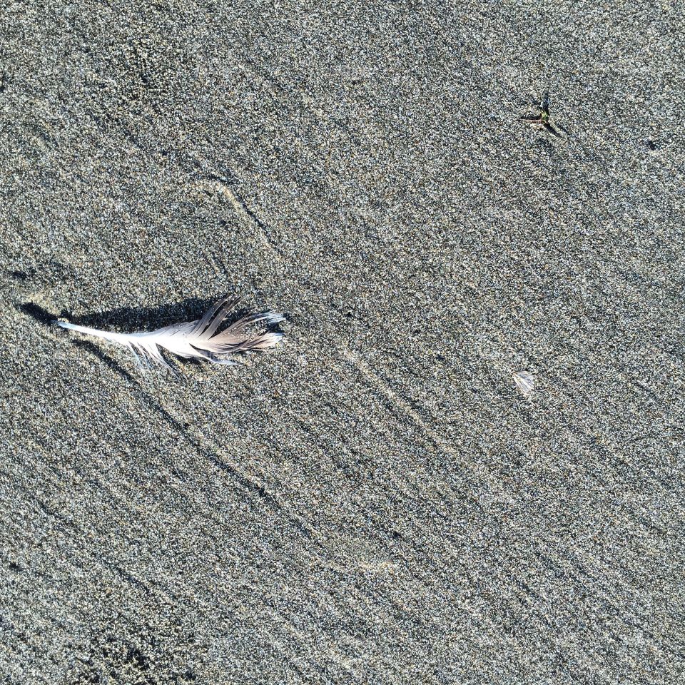 Beach Feather. Serenity 