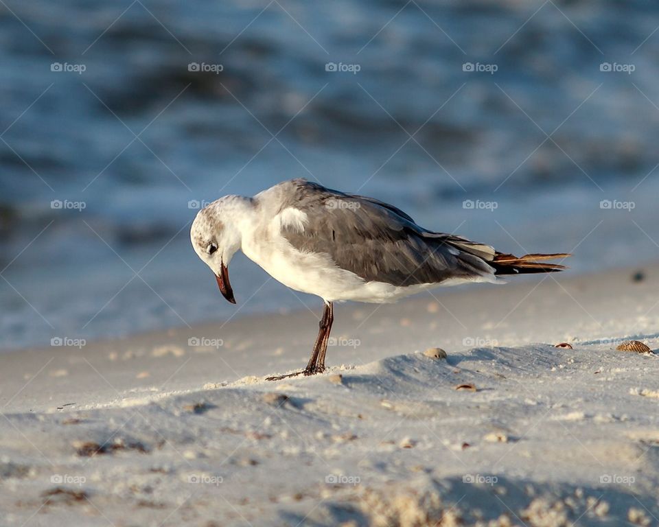 Seagull on the Beach