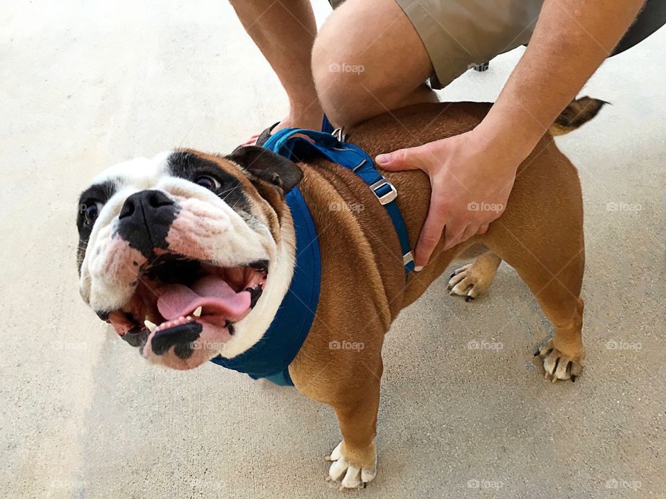 Joyful smiling English Bulldog looking for love.