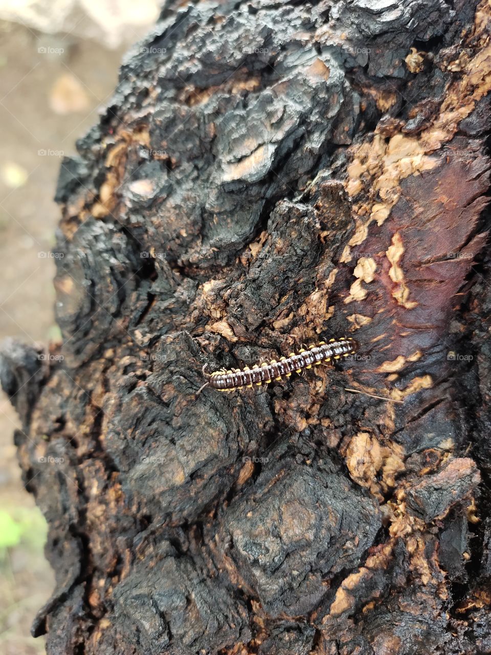 👁️📷📷👁️👁️
Milipede on Trunk of Tree
Having Black color
Gray Stripes
Beauty of Fauna