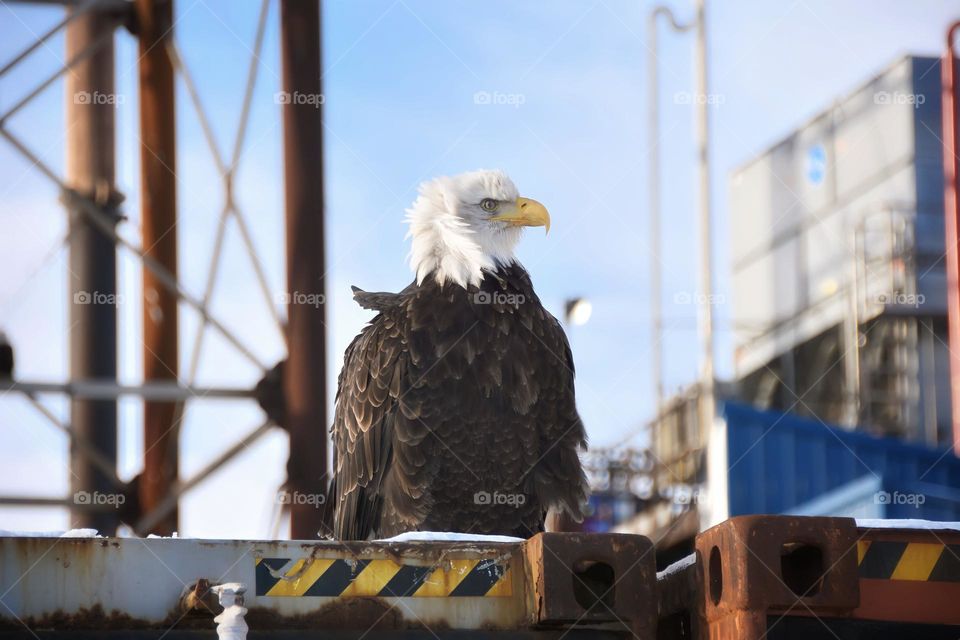 bald eagle and fish plant