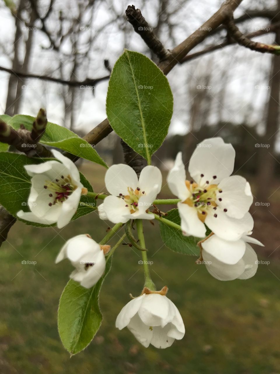 Pear blossom 