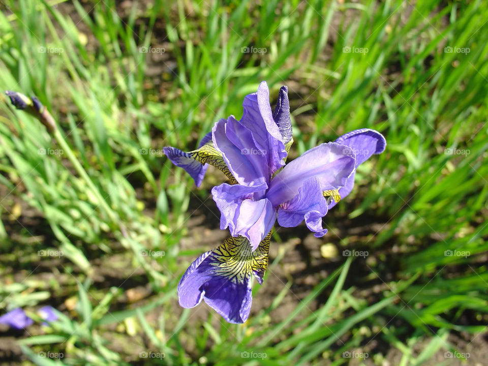 Iris