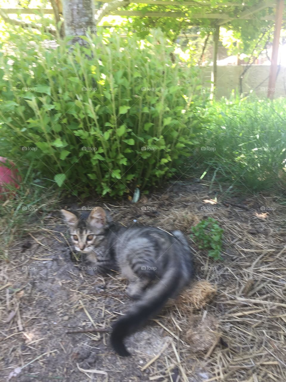 Mendo in the orchard 