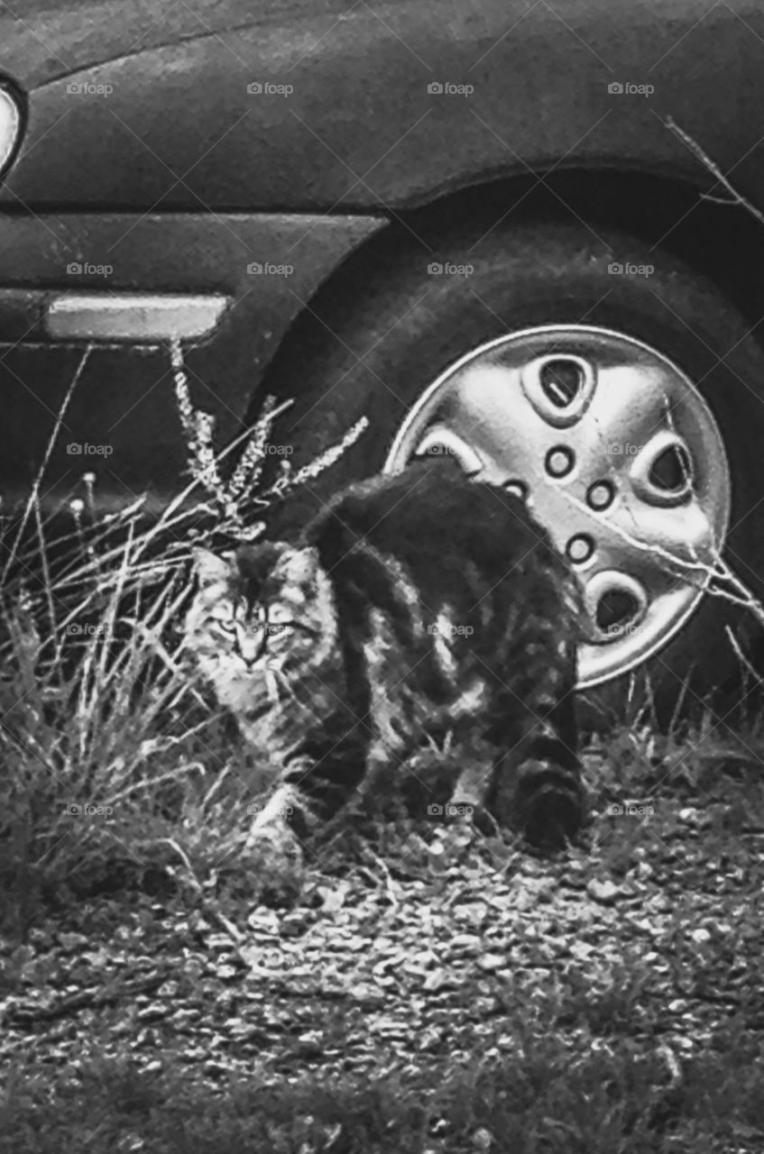 Long-haired grey and white Feral Cat near abandoned car