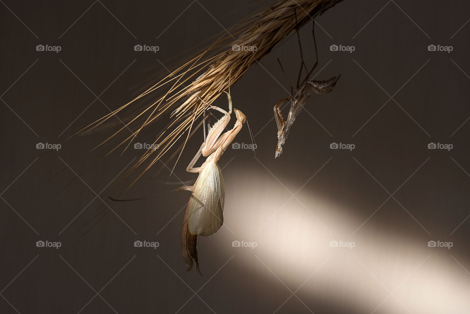 Moulted larva of Mantis religiosa near it's old skin