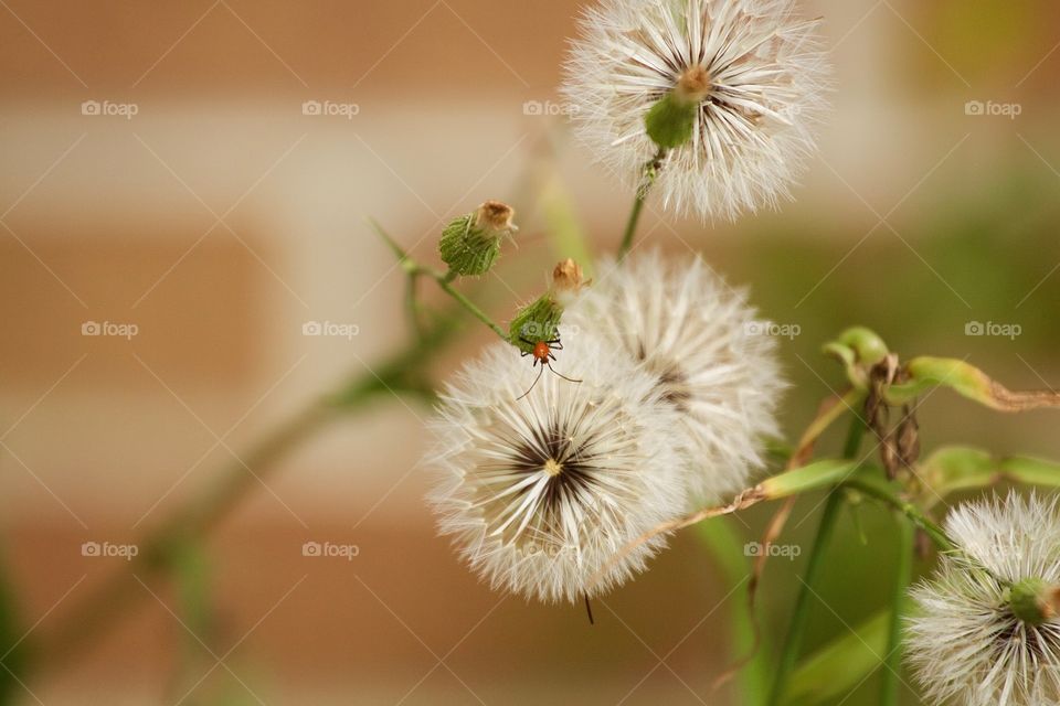 Little red bug on dandelion flower