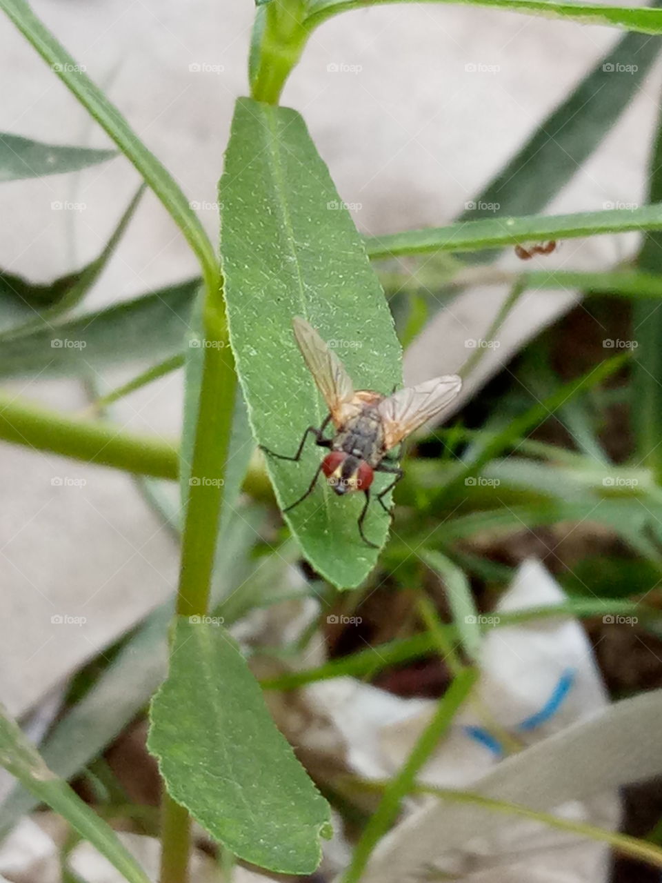 Insect, Nature, Fly, Animal, Leaf