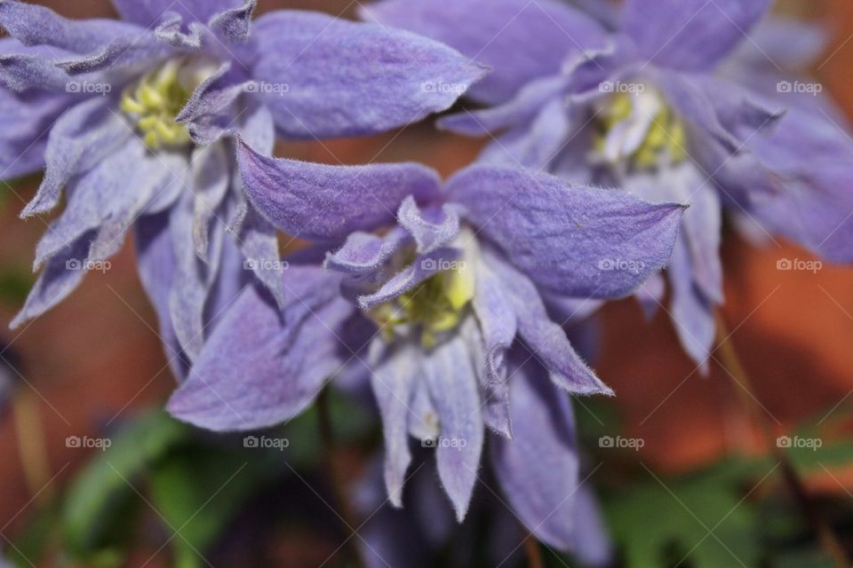 Spring flowering clematis 