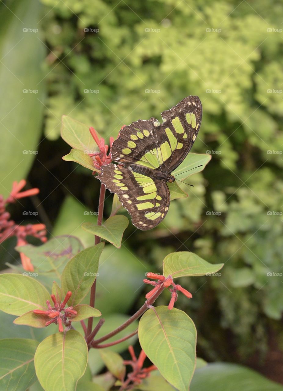 Butterfly on green leaves