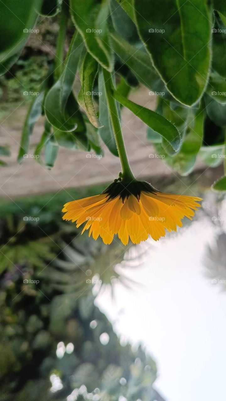 That flower by the water looks so tranquil and serene. Nature's beauty at its finest! 🌼🌿🌊