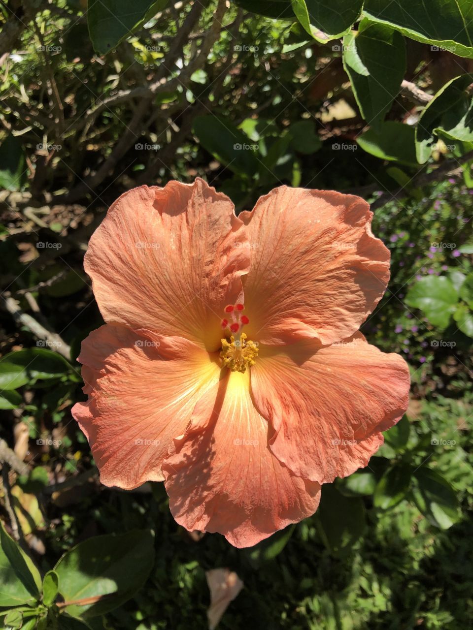 Peach hibiscus 