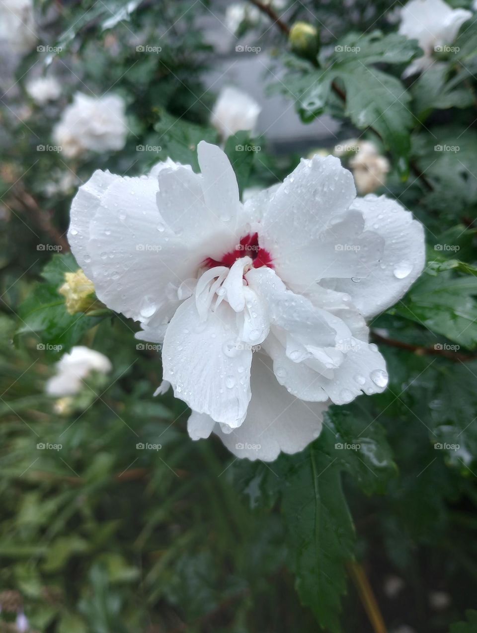 White Flower of Spring