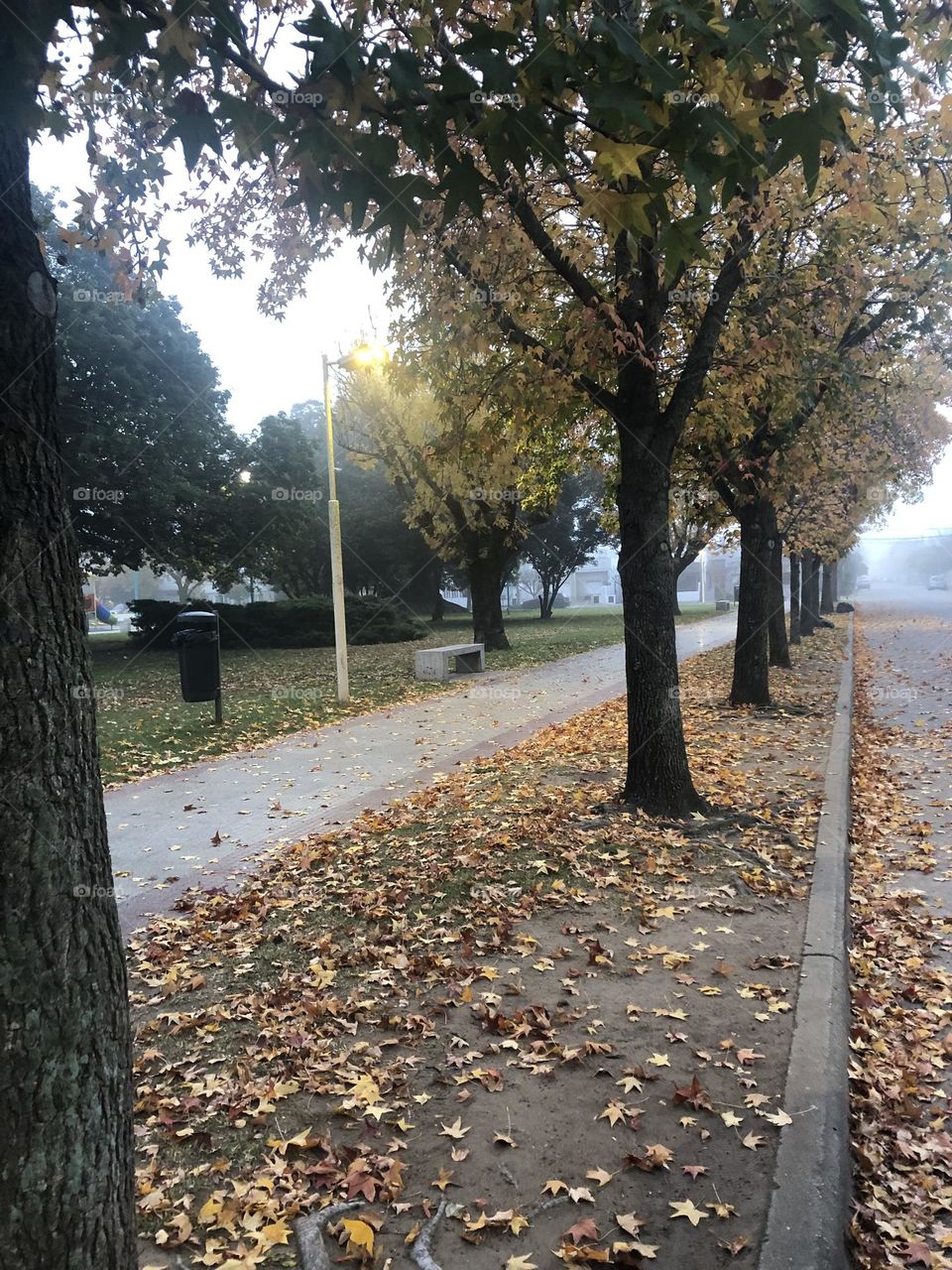 Otoño hojas Doradas Alfombra Árboles Plaza Autumm Tapiz Caídas