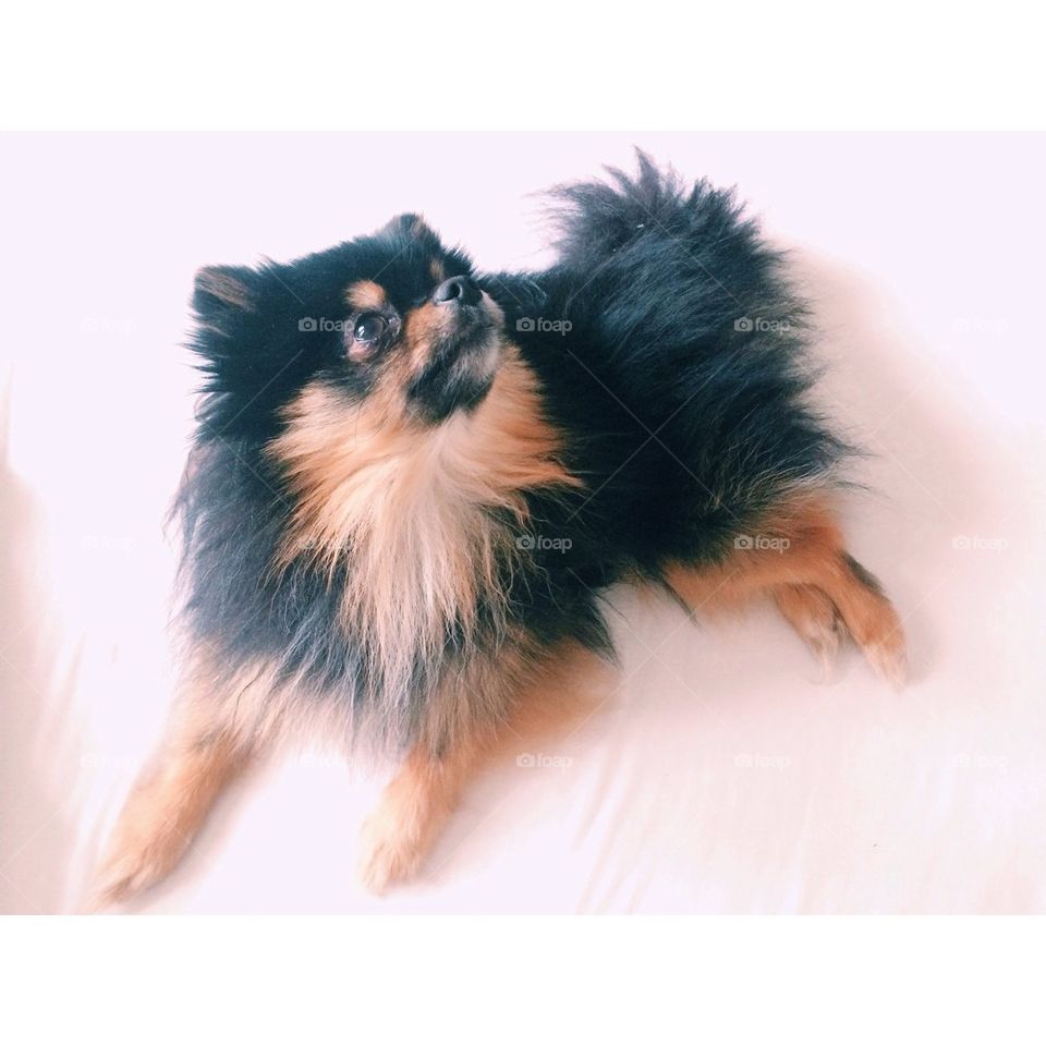 Conny the black and tan pomeranian