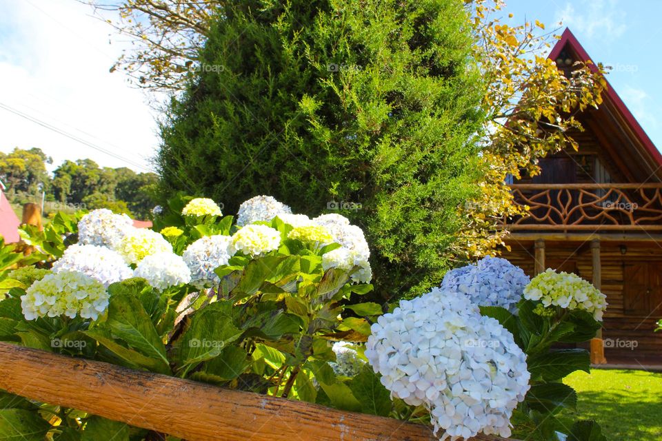 Hydrangea or Hortensia is a luxurious decorative plant with large leaves and showy white flowers