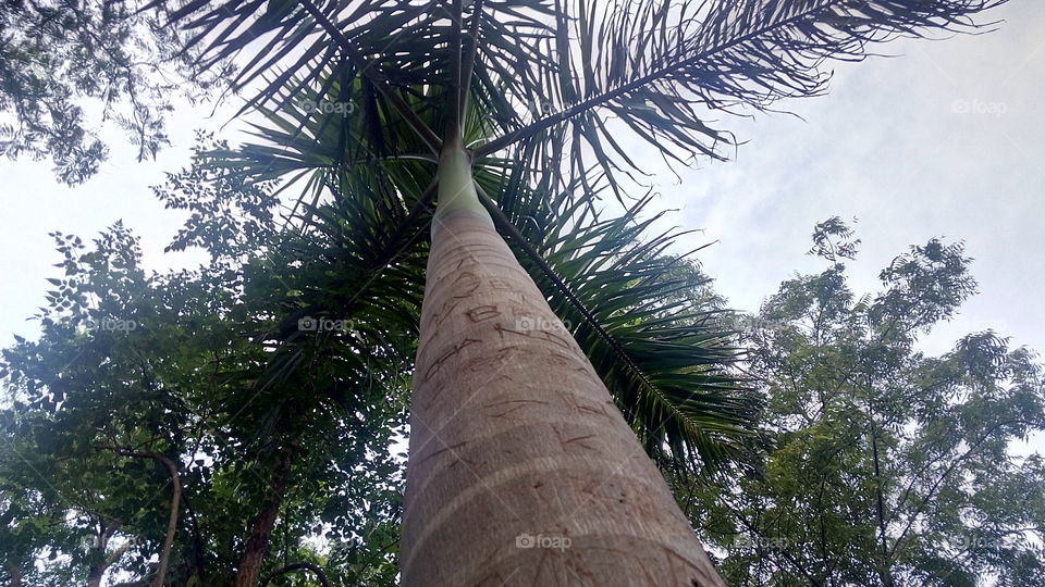 palm tree bottom to top view